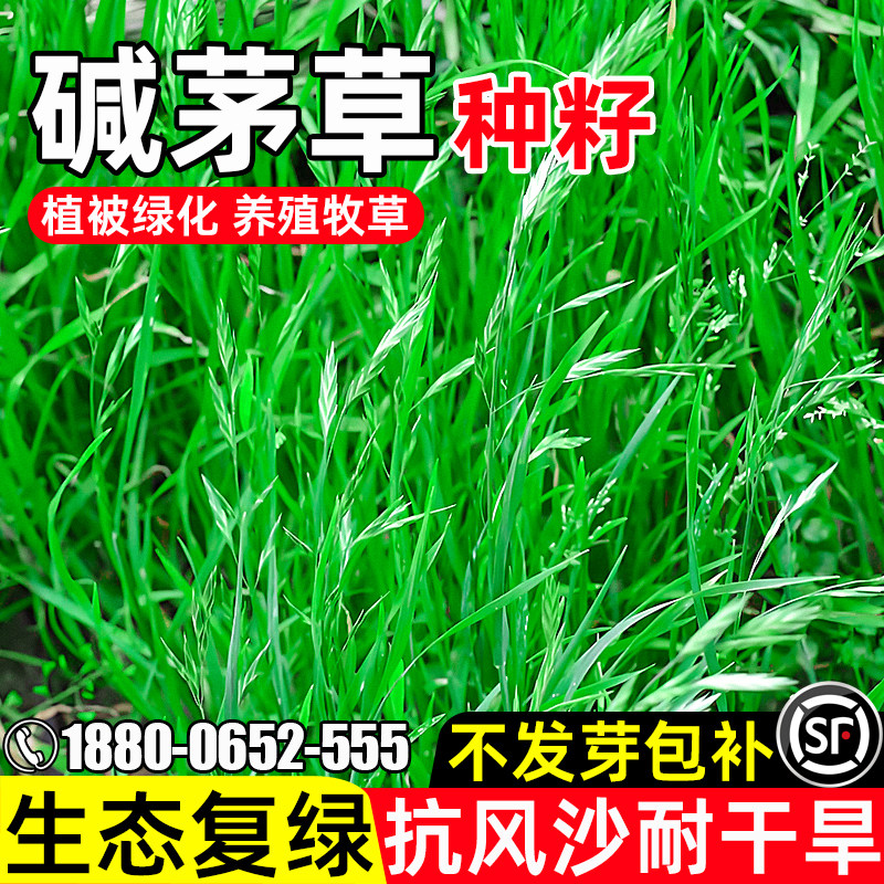 碱茅草植被绿化畜牧养殖生态复绿