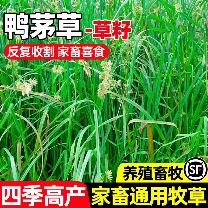 鸭茅草四季高产养殖畜牧家畜喜食