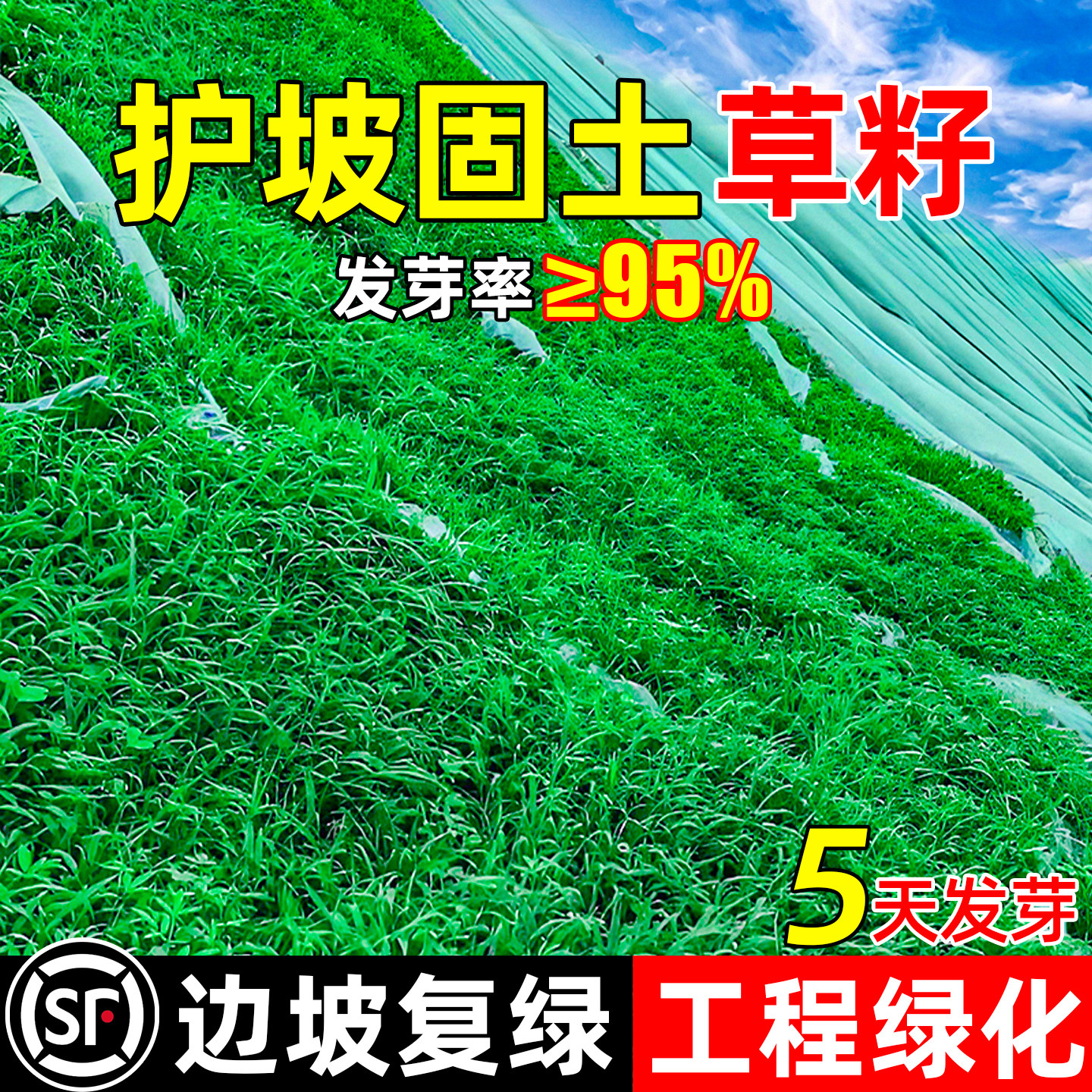 护坡固土草籽四季常青边坡绿化