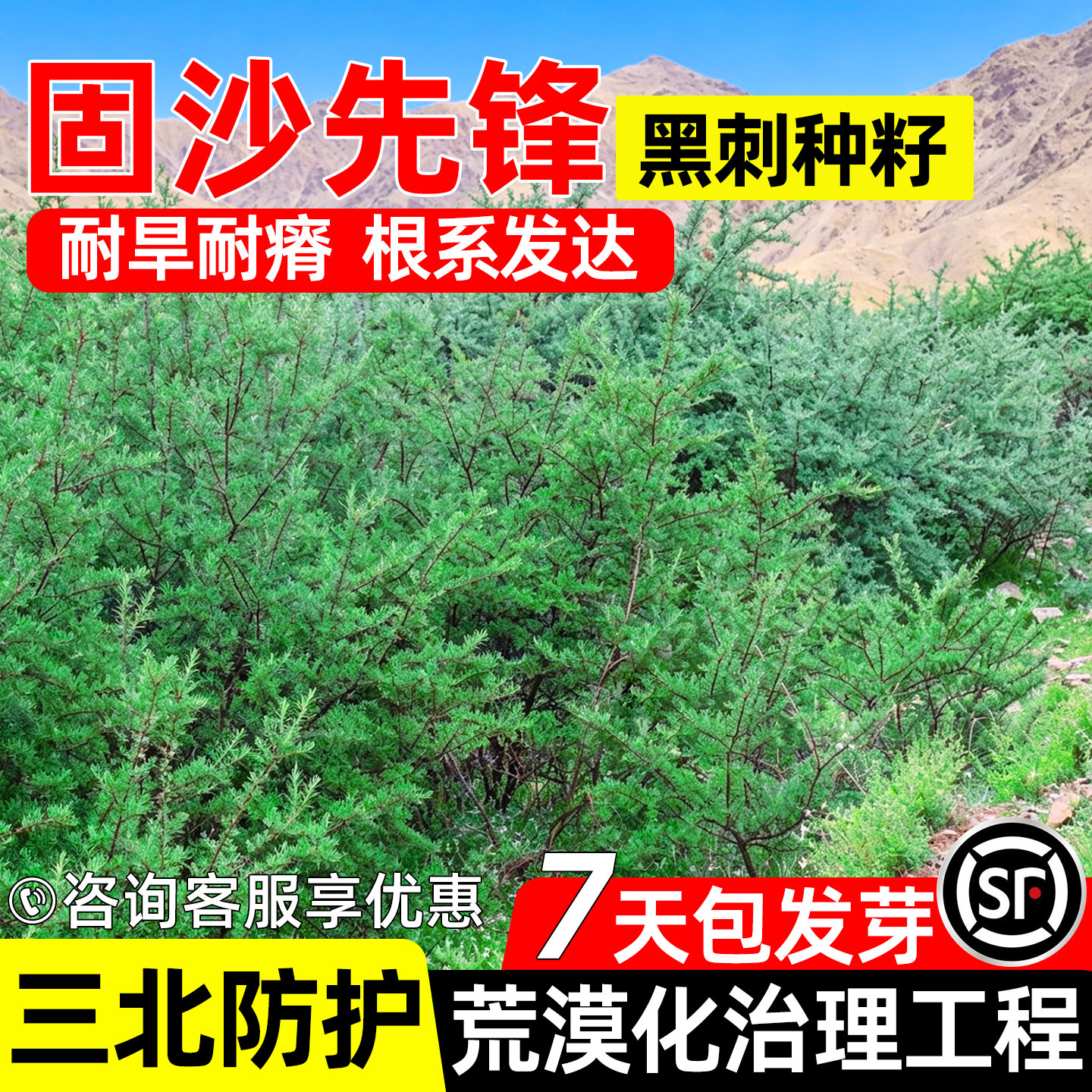 黑刺种子矿山边坡工程绿化抗风沙