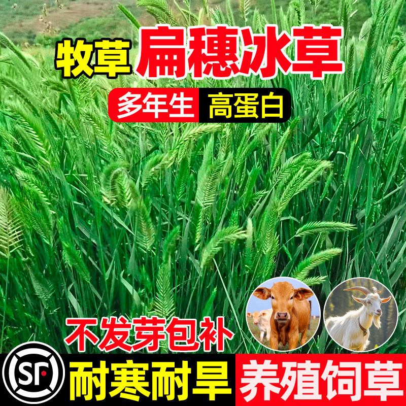 冰草种籽扁穗冰草草籽四季收割高产畜牧养殖多年生高蛋白牧草种子