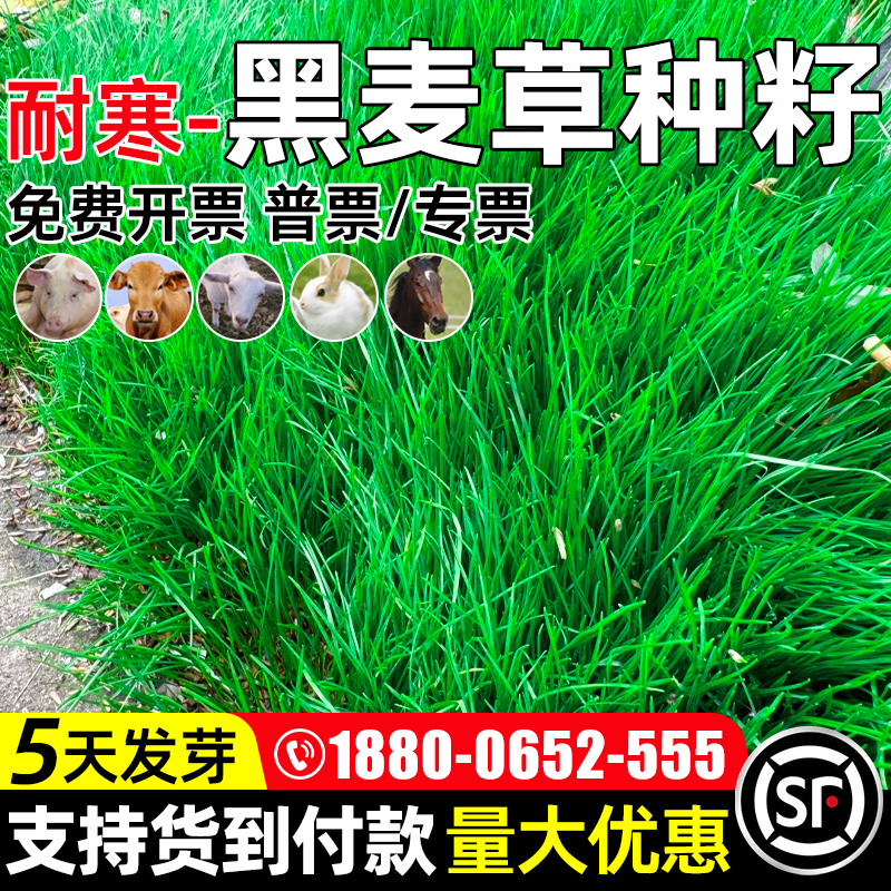 黑麦草草籽四季高产种籽畜牧养殖家禽喜食高蛋白耐寒耐旱牧草种子