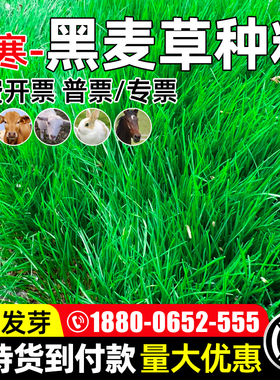 黑麦草草籽四季高产种籽畜牧养殖家禽喜食高蛋白耐寒耐旱牧草种子
