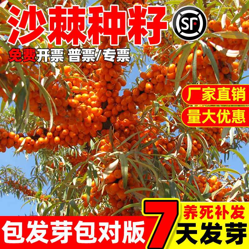 沙棘种子护坡固土草籽边坡复绿生态修复工程绿化耐盐耐碱灌木种籽
