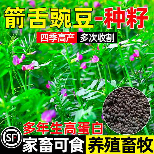 箭舌豌豆四季高产多次收割多年生