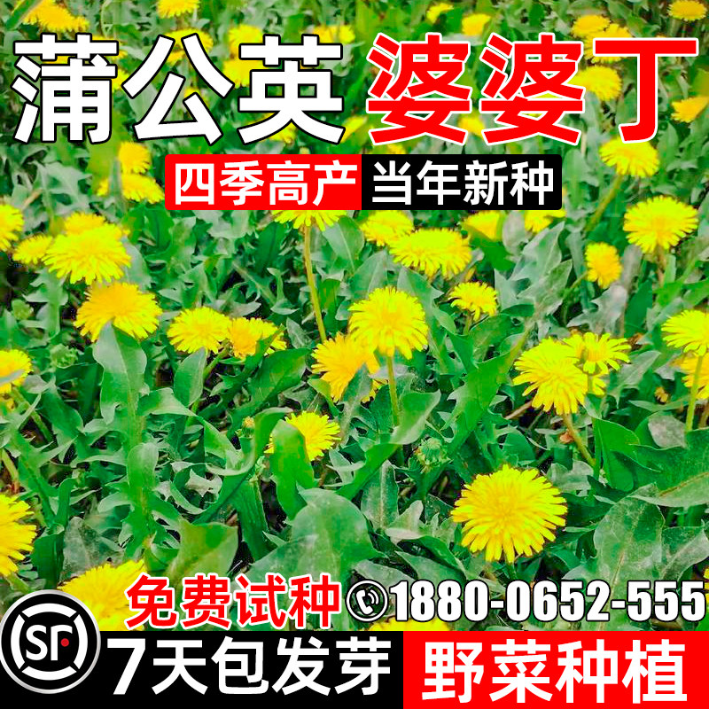 蒲公英种子婆婆丁四季播种花籽