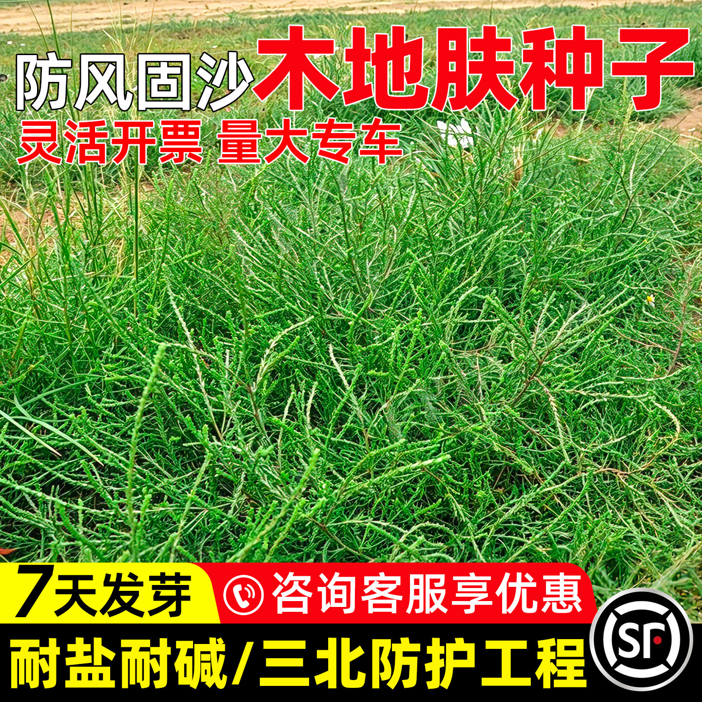 木地肤种子护坡固土抗风沙绿化