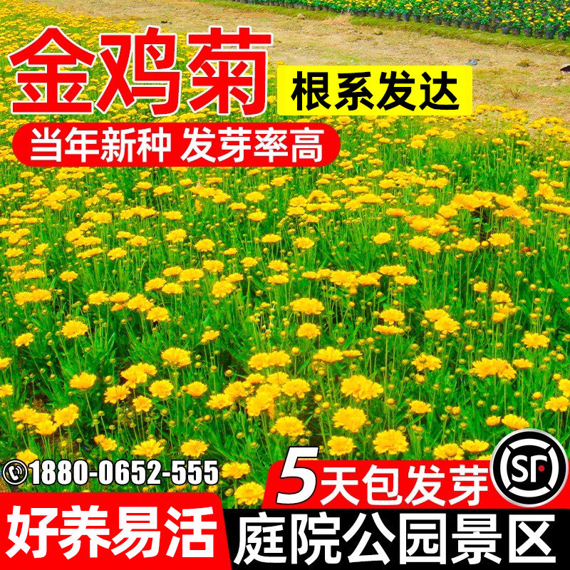 大花金鸡菊花籽四季种植花种籽耐寒耐旱庭院公园景区多年生花种子