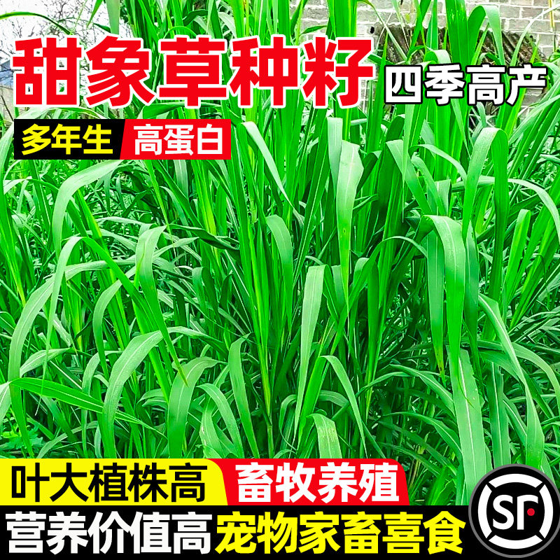 甜象草四季高产黄竹草籽牧草种子