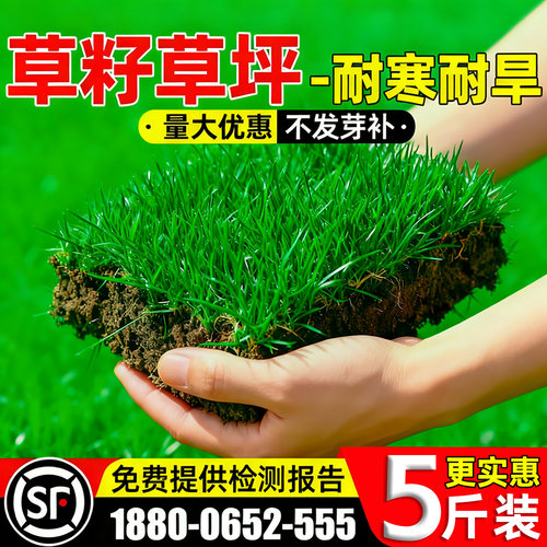 草坪草籽四季常青矮生地毯草种子