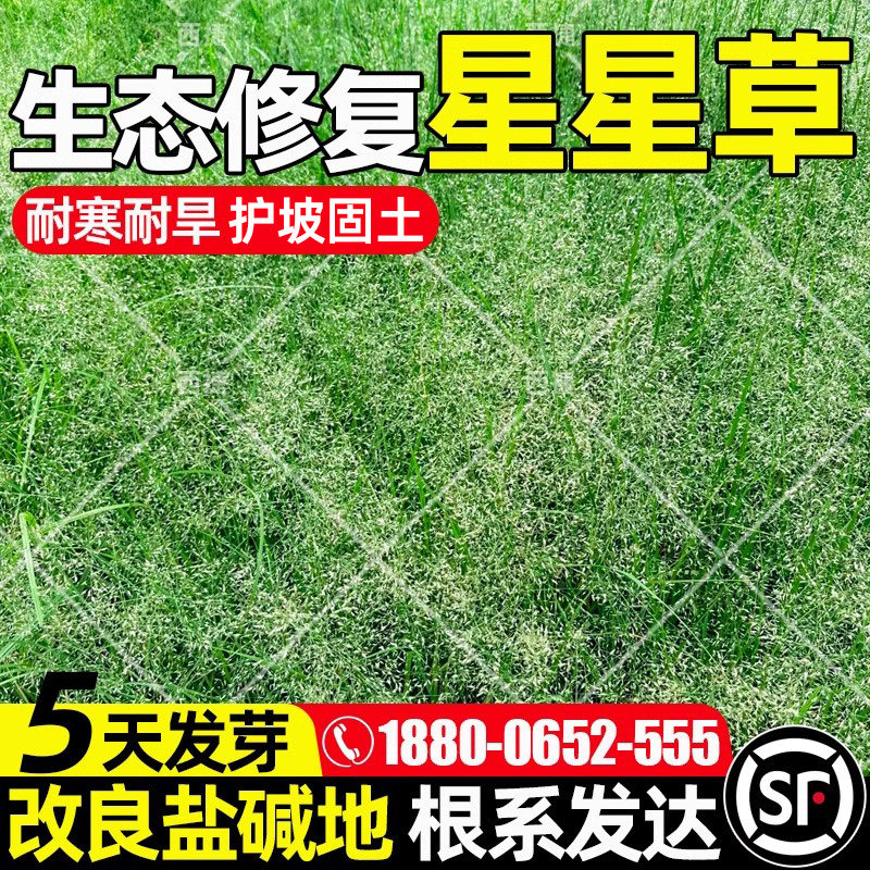 星星草生态修复土壤改良耐寒耐旱