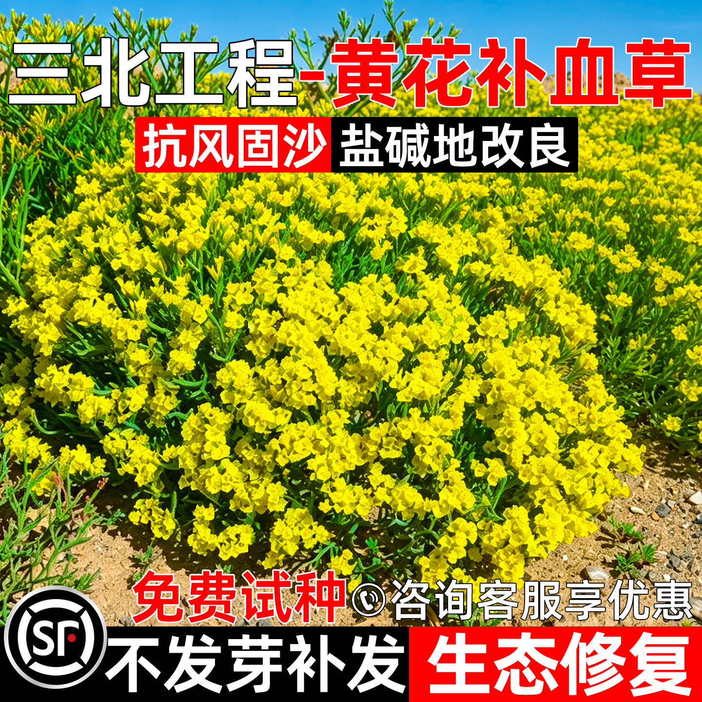 黄花补血草种子荒漠戈壁工程绿化