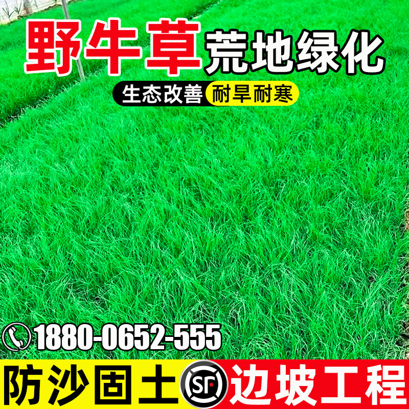 野牛草生态改善防风固沙耐旱耐寒