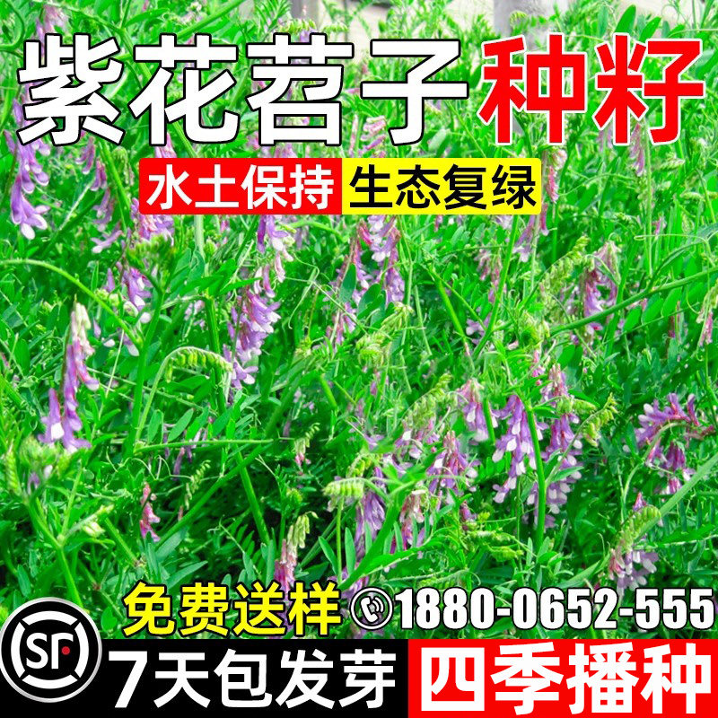 紫花苕子种子毛苕子牧草蜜源草籽