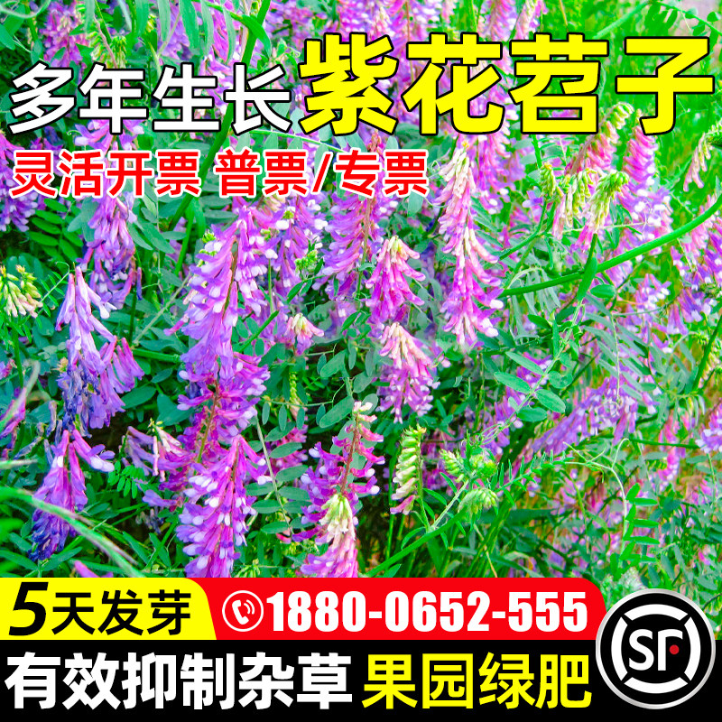 紫花苕子多年生果园绿肥牧草种子