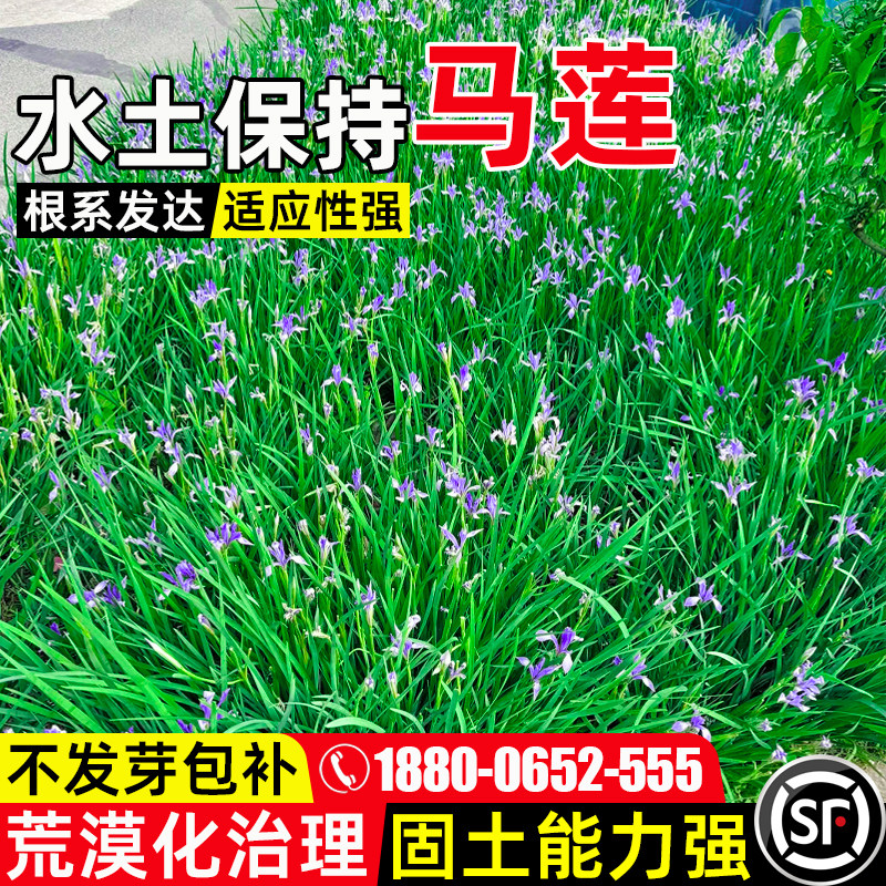 马莲花花海造景园林绿化水土保持