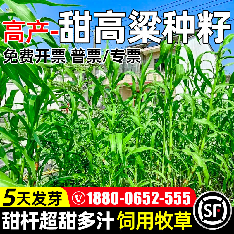 甜高粱牧草种子多年生高蛋白草籽
