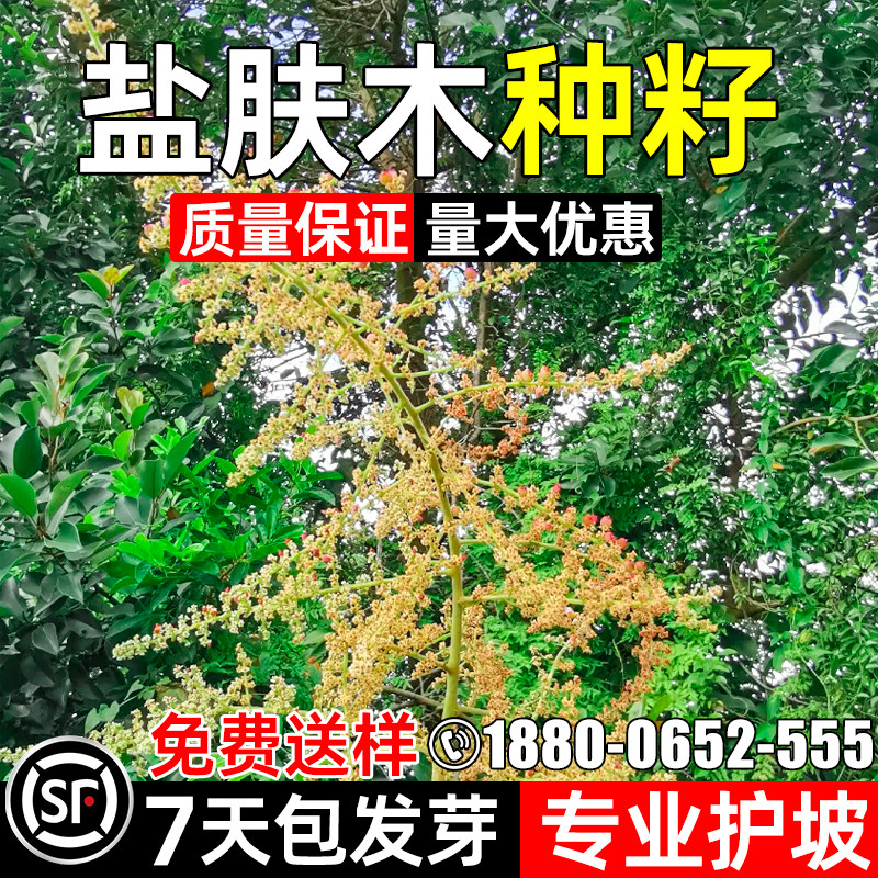 盐肤木种籽五倍子四季青荒山复绿
