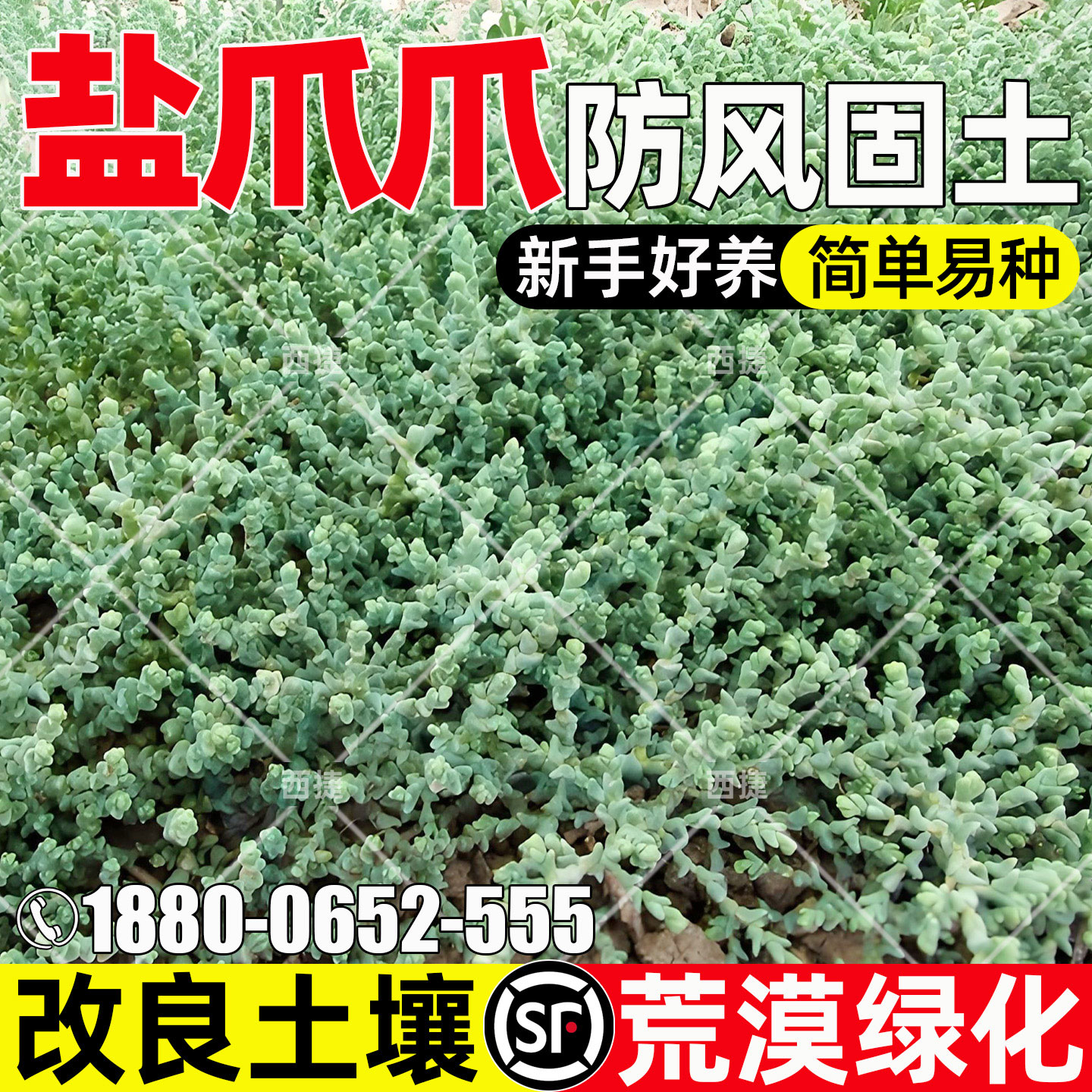 盐爪爪耐旱耐盐碱多年生防风固沙