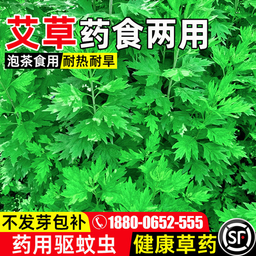 艾草药食两用耐热耐旱留香驱虫