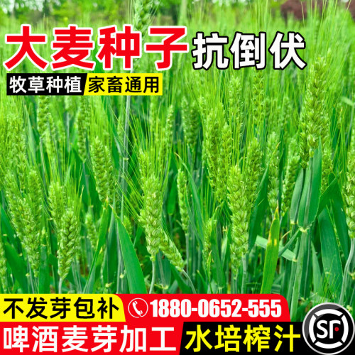 大麦家畜喜食四季高产植株饱满