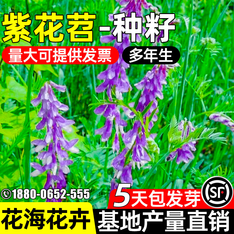 紫花苕子毛苕种子绿肥种子果园