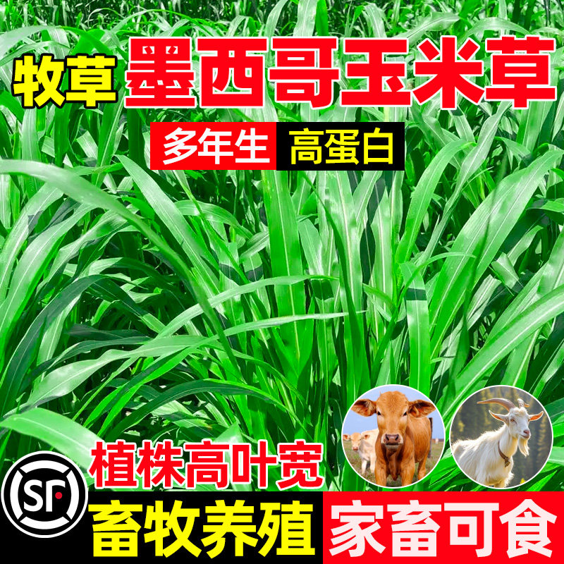 墨西哥玉米草畜牧养殖家畜可食
