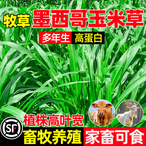 墨西哥玉米草畜牧养殖家畜可食