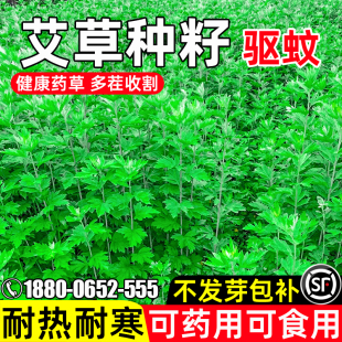 艾草种子耐旱耐热留香驱虫健康草药野生草籽多年生可食用药材种籽