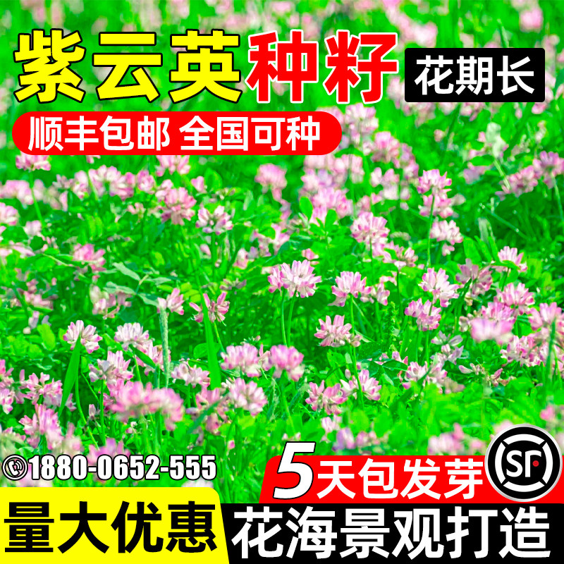 多年生紫云英牧草种子果园牧草