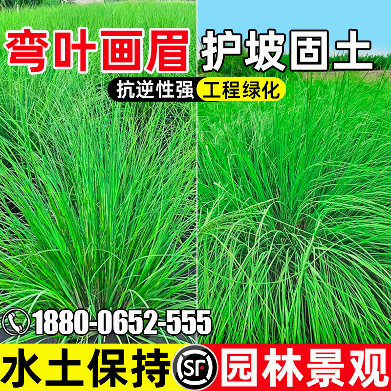 弯叶画眉水土保持护坡固土多年生