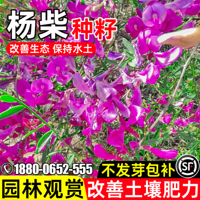 杨柴水土保持护坡固土植被绿化