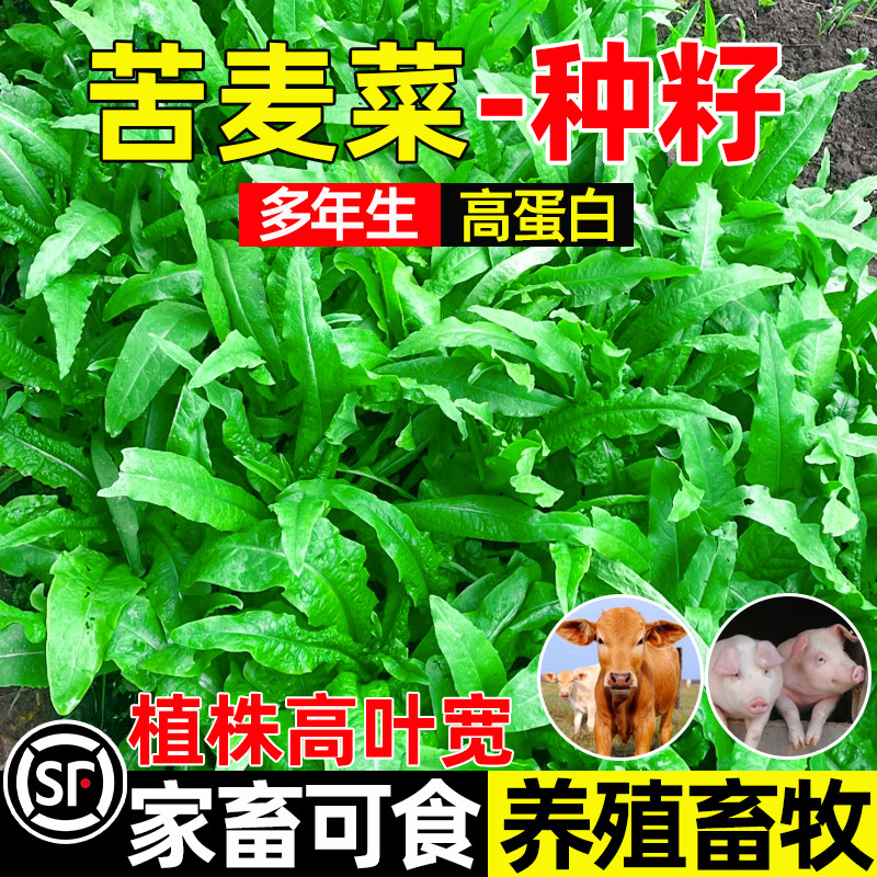 苦麦菜家畜可食四季高产养殖畜牧
