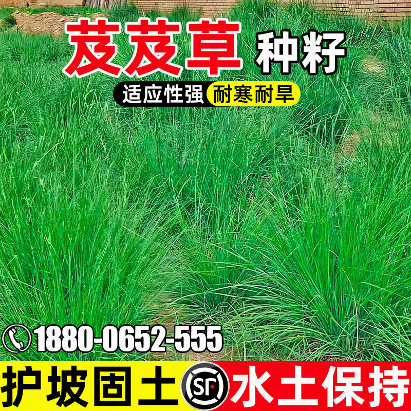 芨芨草籽固土护坡耐盐耐碱抗风沙