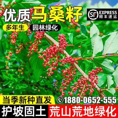 马桑子灌木草籽护坡固土矿上复绿