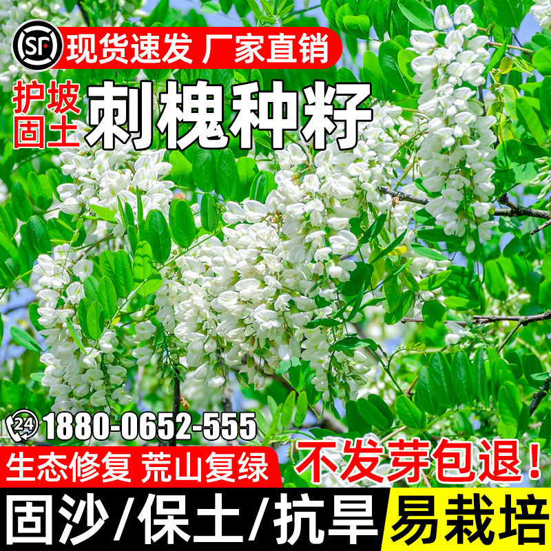 刺槐种子香花槐生态复绿白槐花