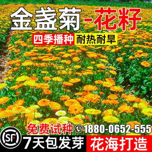 金盏菊花籽四季种植花种籽花海打造耐热耐旱多年生野花组合花种子