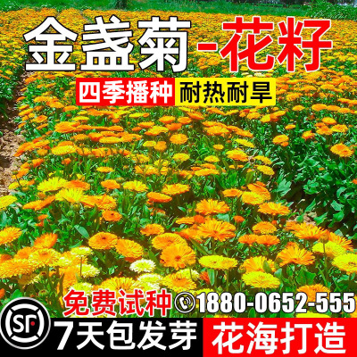 金盏菊花种子多年生公园花海打造