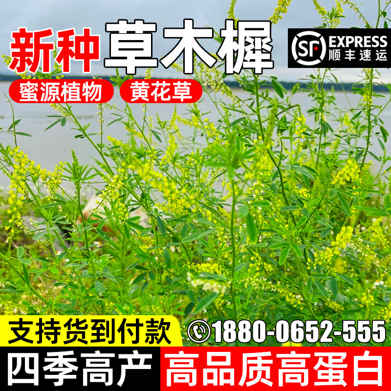 草木樨优质牧草耐寒草籽耐贫瘠