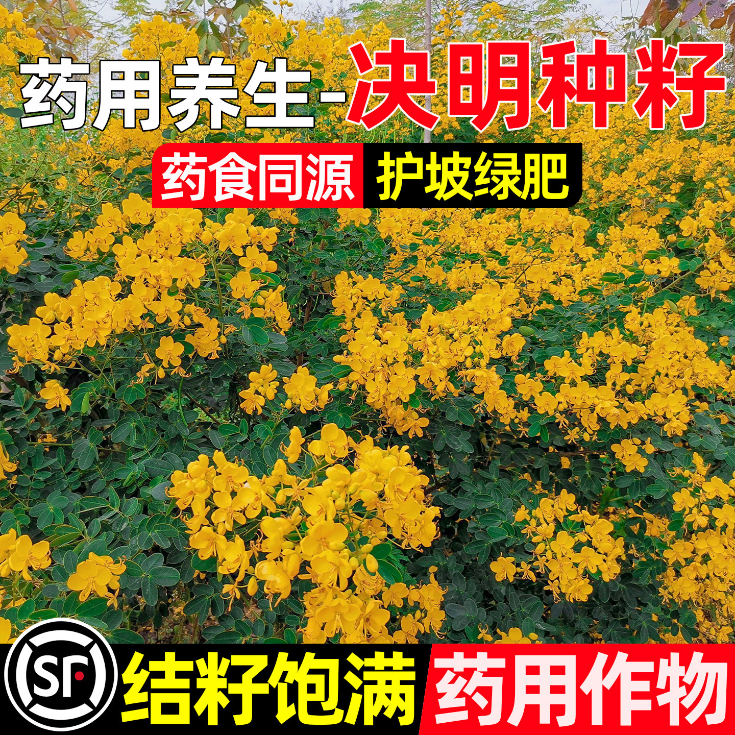决明子种子护坡固土灌木景观绿化