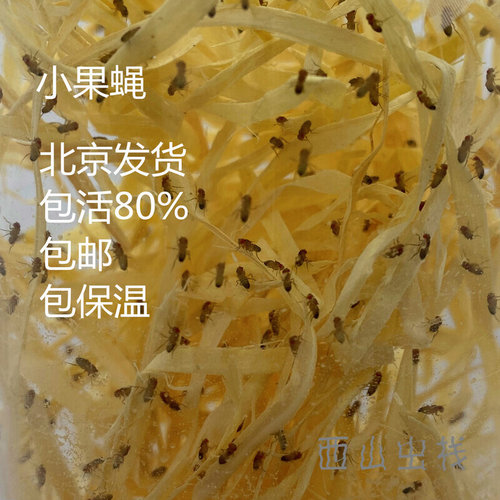 无翅小果蝇挤压瓶喂食器果蝇杯螳螂跳蛛树蛙开口食摩尔根红眼果蝇