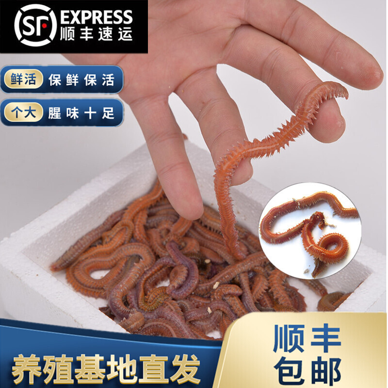 活沙蚕 红青虫鲈鱼饵 海蚂蝗海蜈蚣海钓鱼饵料沙蚕本地饵顺丰包邮