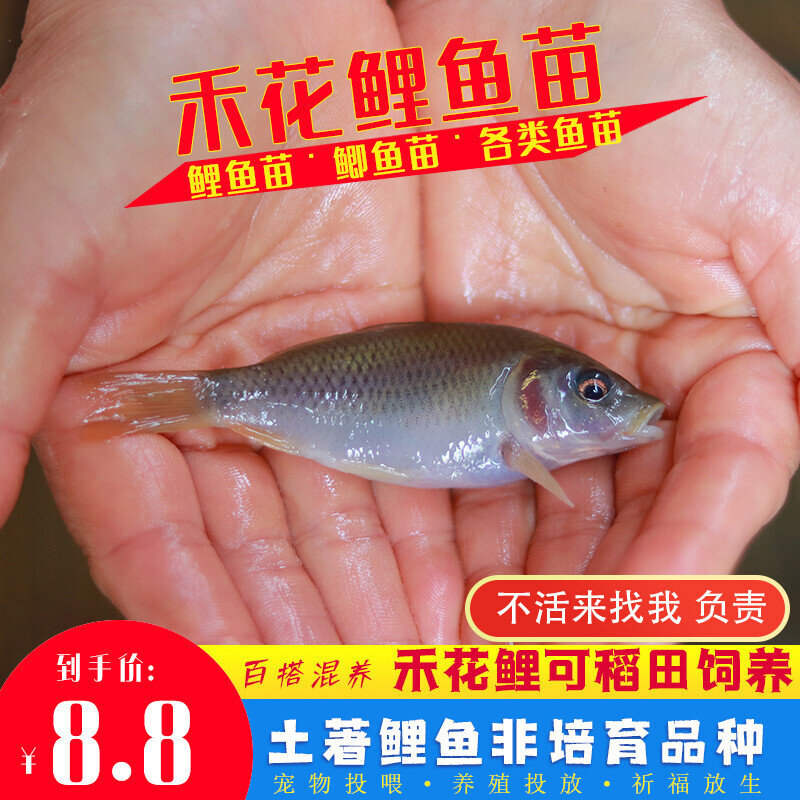 草鱼鱼苗鲫鱼小鲤鱼苗淡水活体大全饲料鱼养殖半斤一斤喂乌龟龙鱼图片
