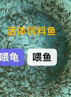 活体饲料鱼麦穗鱼小鱼苗喂龙鱼罗汉鳄龟开口饲料鱼淡水鱼活鱼包活