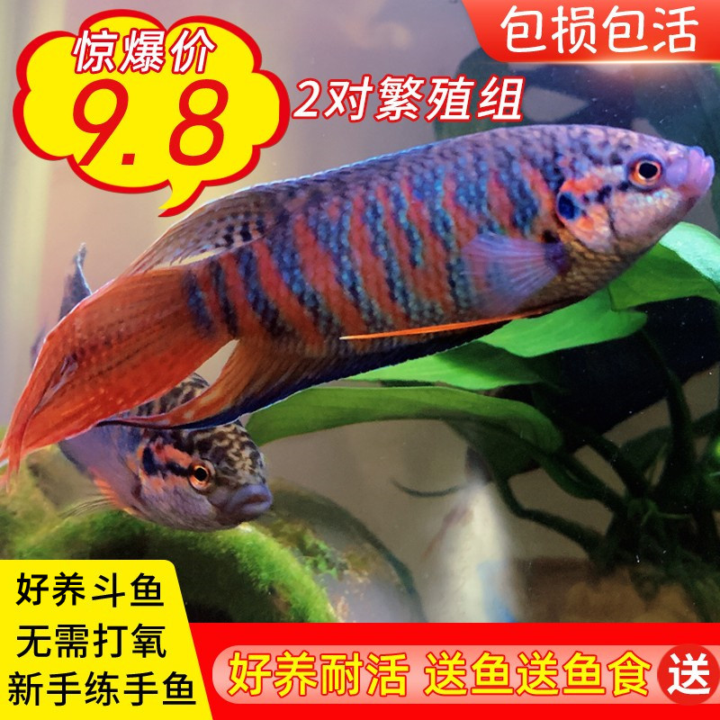 中国斗鱼活体普叉不换水好养耐活观赏鱼旁皮婆淡冷水包损包活金鱼