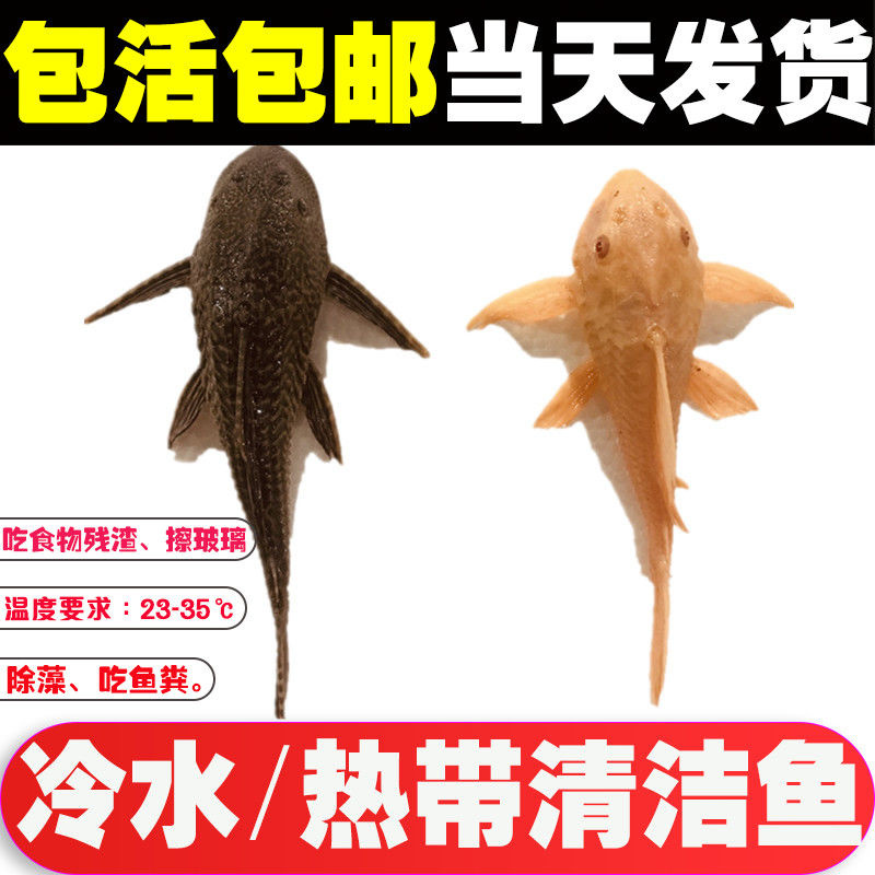 清道夫鱼女王豹纹夫鱼缸清洁工具鱼清理垃圾吃屎鱼除藻淡水观赏鱼