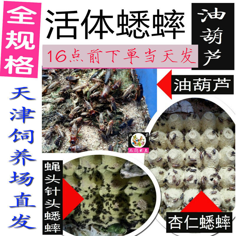全规格活体油葫芦蟋蟀活蛐蛐爬虫鸟禽活食料16点前下单包活发运
