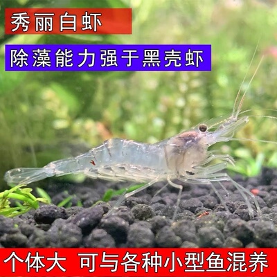 观赏除藻工具虾秀丽白虾花腰虾活体原生清洁草缸小宠物黑虾虾包邮