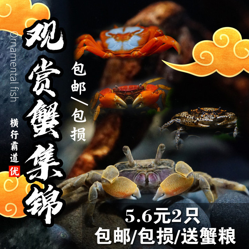 包邮迷你辣椒蟹深水蜘蛛观赏蟹豹蟹