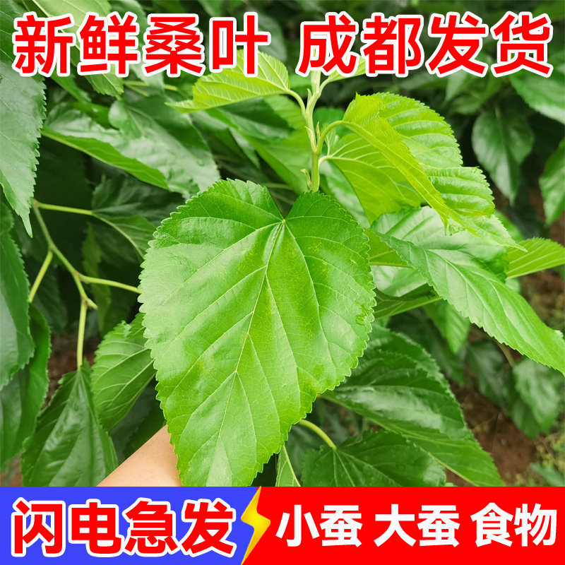 【金堂直发】新鲜现摘桑叶蚕宝宝春蚕饲料儿童学生养蚕套装纯叶子